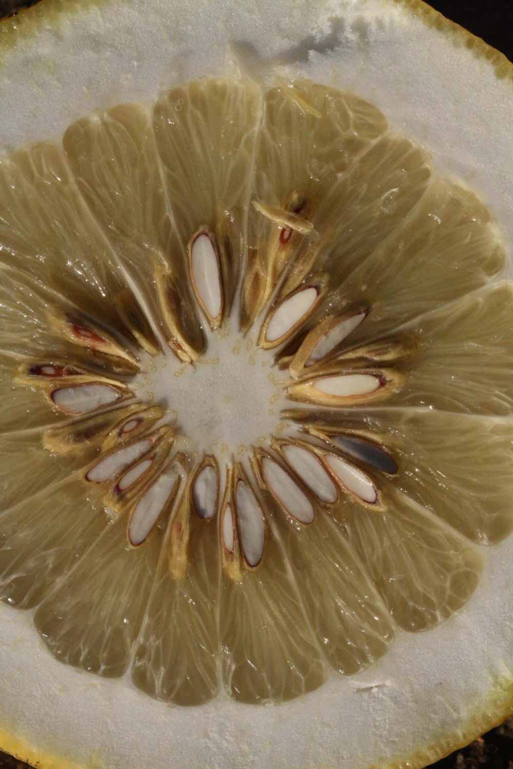                Fruit cross-section (Siamese, Riverside,   CA)       